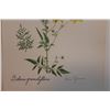 Image 2 : Hand Signed 1961 Litho Helen O'Gorman