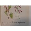 Image 2 : Hand Signed 1961 Litho Helen O'Gorman
