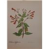 Image 1 : Hand Signed 1961 Litho Helen O'Gorman