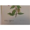 Image 2 : Hand Signed 1961 Litho Helen O'Gorman