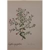 Image 1 : Hand Signed 1961 Litho Helen O'Gorman