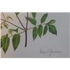 Image 2 : Hand Signed 1961 Litho Helen O'Gorman