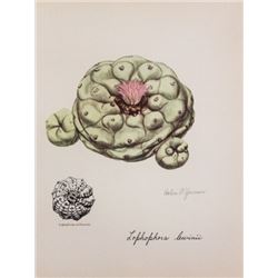 Hand Signed 1961 Litho Helen O'Gorman