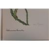 Image 2 : Hand Signed 1961 Litho Helen O'Gorman