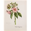 Image 1 : Hand Signed 1961 Litho Helen O'Gorman