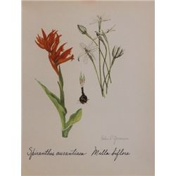 Hand Signed 1961 Litho Helen O'Gorman