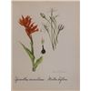 Image 1 : Hand Signed 1961 Litho Helen O'Gorman