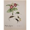 Image 1 : Hand Signed 1961 Litho Helen O'Gorman