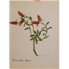Image 1 : Hand Signed 1961 Litho Helen O'Gorman