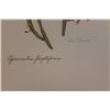 Image 2 : Hand Signed 1961 Litho Helen O'Gorman