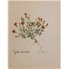 Image 1 : Hand Signed 1961 Litho Helen O'Gorman