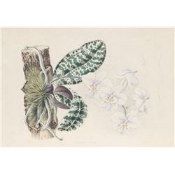 Joseph Andrews, Phalaenopsis Schilleriana, Hand-Colored Engraving