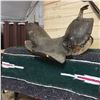 Image 1 : Antique Saddle, Blanket & Box Lot Reins!