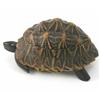 Image 1 : An early 20th century novelty tortoise box, the tortoiseshell with hardwood feet and head and hin...