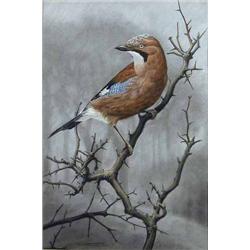 D A Forrest watercolour, Jay upon a thorn branch, signed and dated '71, 12.5 x 8.5 ins....