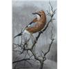 Image 1 : D A Forrest watercolour, Jay upon a thorn branch, signed and dated '71, 12.5 x 8.5 ins....