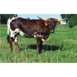 MTR OUTLAW'S MAGIC 11/17