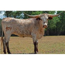 SR 007'S CELINE CHEX 614