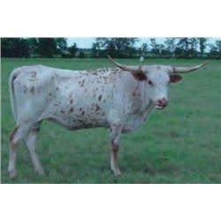 HCRG SIZZLE BRITCHES