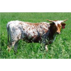 MTR SHEZA LADY 67/17