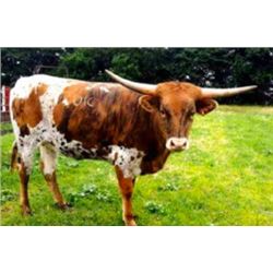 D/O AXMANS BRINDLE LADY