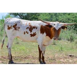 KDK VALIANT'S TIRAMISU