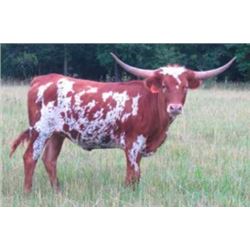 CASANOVA'S CROWN JEWEL