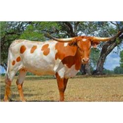 SR 007'S COUNTESS 606