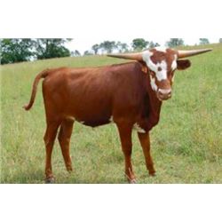 RRR MISS CHARMIN 603