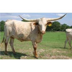 RJF SETTING SUN - TAG 220