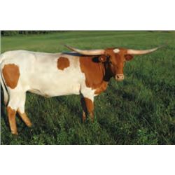 B-C RIO'S SUPER STAR