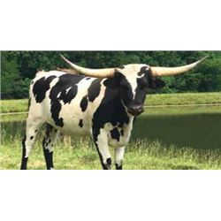 CV CASANOVAS DARLING