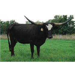 RRR MISS VAN HORN 322