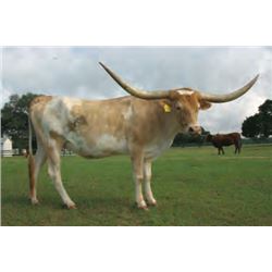 RJF CASANOVA FULLASASS