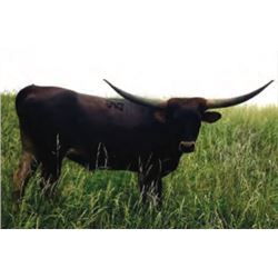 D/O SHINNING STAR 42/16