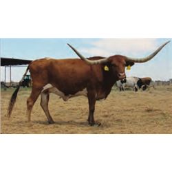 ALLENS PRECOCIOUS GAL 229