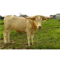 HCRG TEQUILA SNRIS SANDY