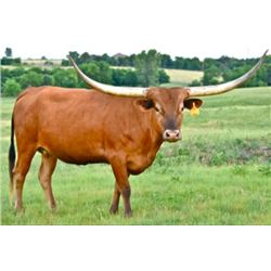 7 BAR COMMANDO'S JINGLE