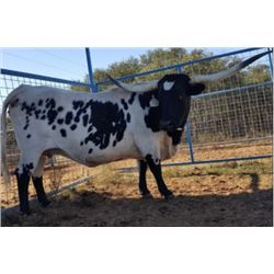 HUBBELLS RIO PHENOMENA