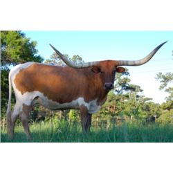 WESTFARMS SUNSHINE 104