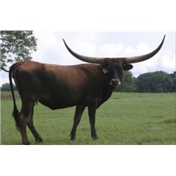 RENES PETUNIA EOT 525