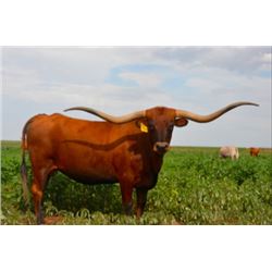 RRR MISS RIO'S ANGEL 966