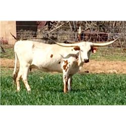 BH BUTLER'S RIVERGAL