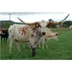 RRR MISS HOT XENA 313