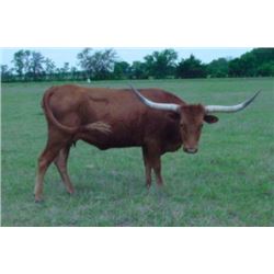 HCRG PELASANT SURPRISE 1