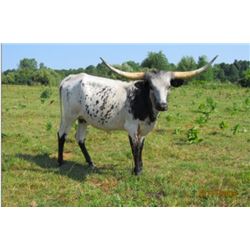 HLJ DASH OF MIDNIGHT