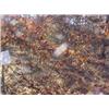 Image 2 : 43023 MI Lake County