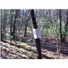 Image 1 : 43029 MI Lake County