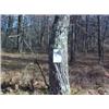 Image 1 : 43039 MI Lake County
