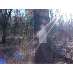 43204 MI Lake County